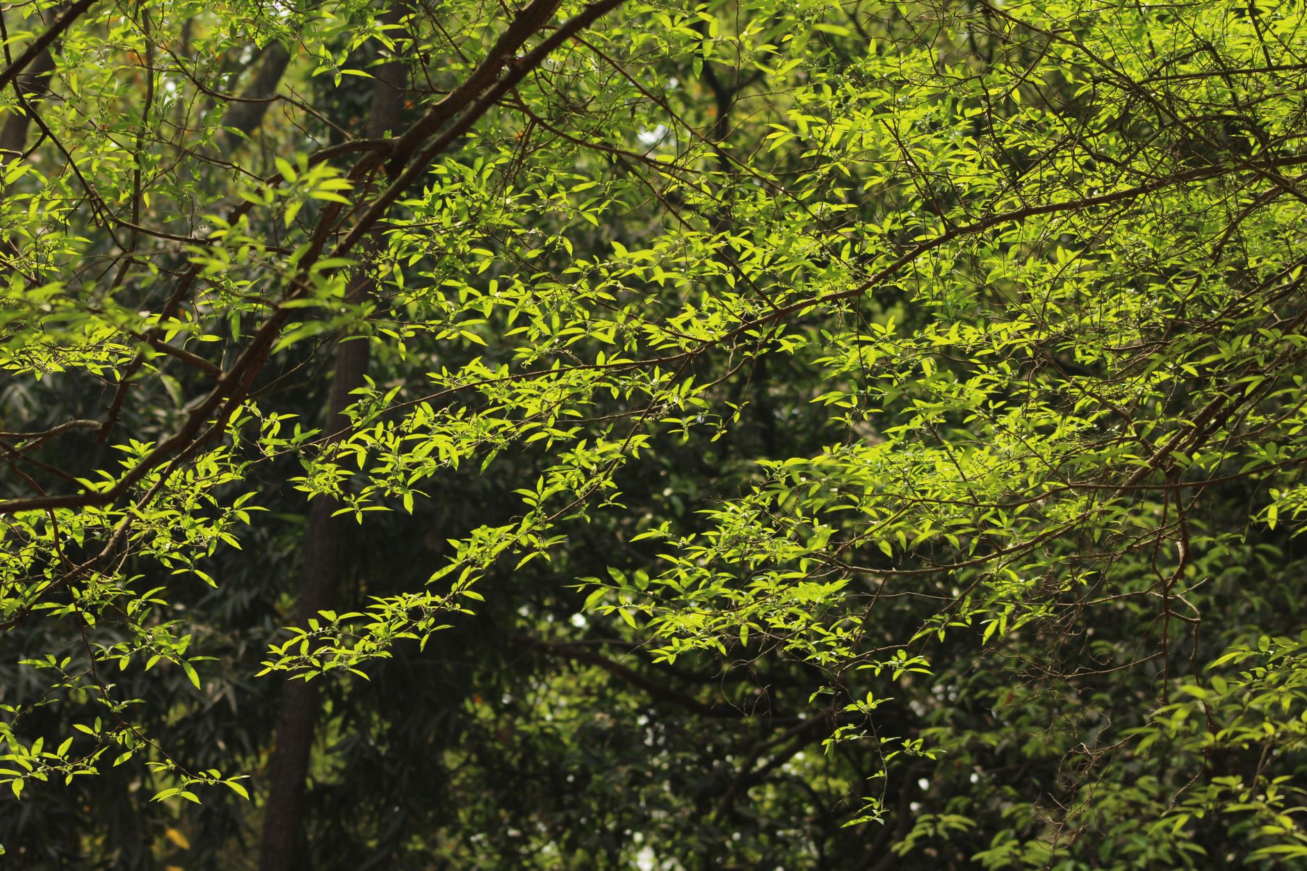 Soft green spring leaves catching light against a dark, shadowed forest backdrop